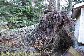 fallen trees - december 2015